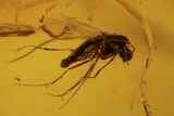 Fossil Fly (Diptera) And Beetle (Coleoptera) In Baltic Amber #109486-1